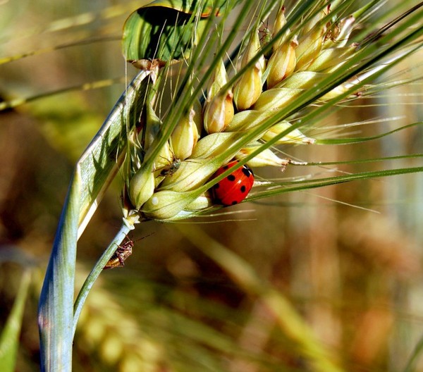 COCCINELLE