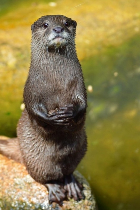 LOUTRE