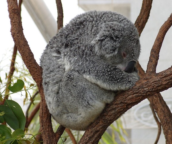 KOALA