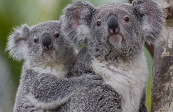 KOALAS