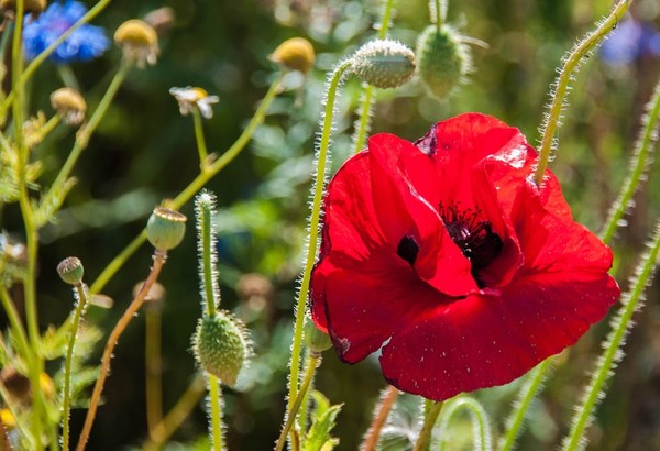 COQUELICOTS