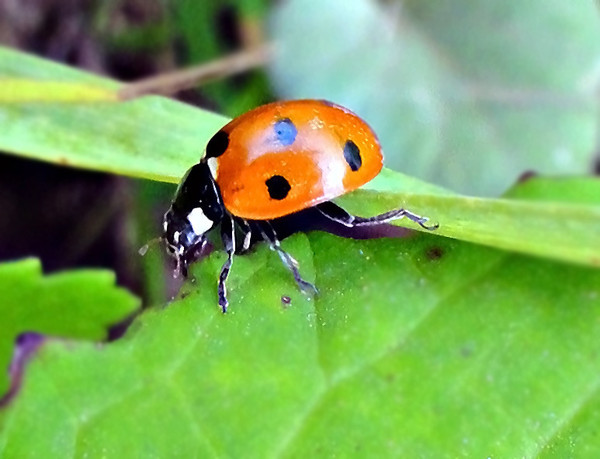 COCCINELLE 2