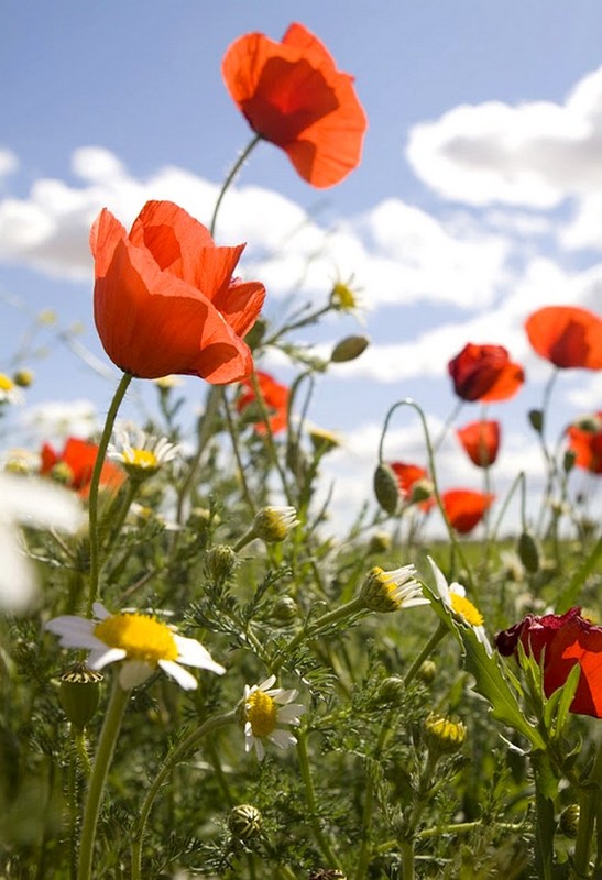 COQUELICOTS