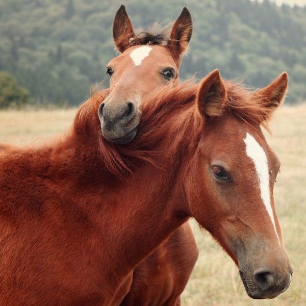 CHEVAUX 2