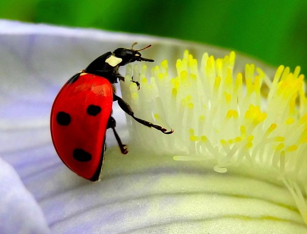 COCCINELLE