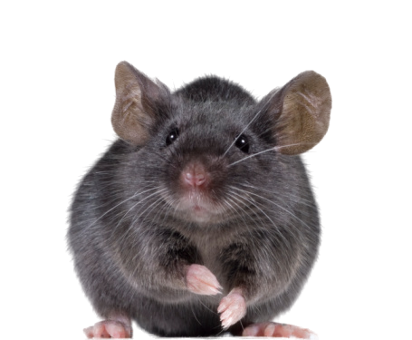 SOURIS RAT HAMSTER... 2