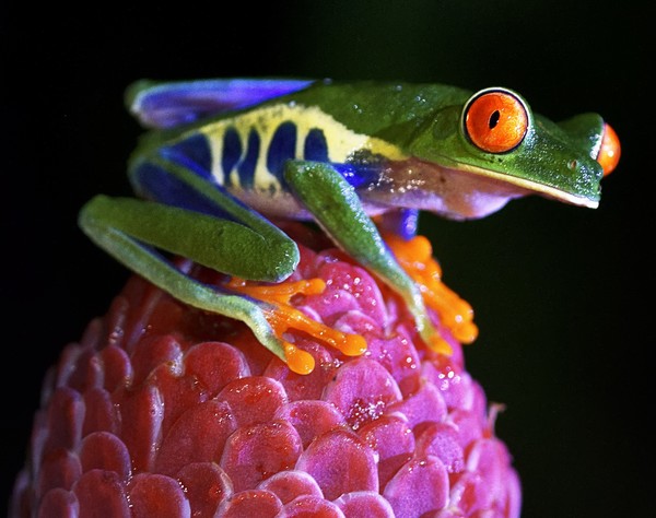 GRENOUILLE