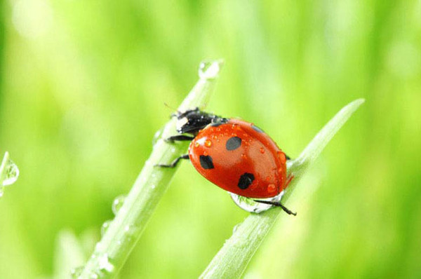 COCCINELLE