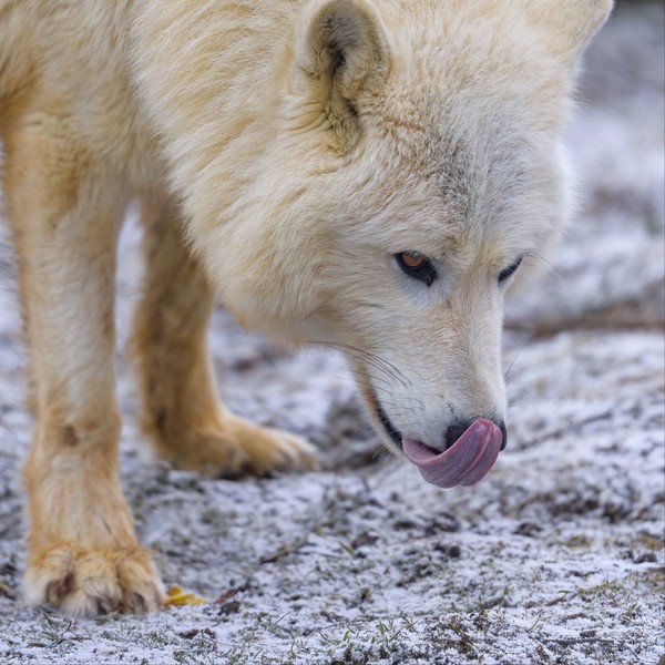 LOUP