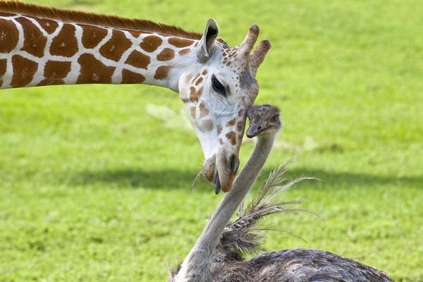 GIRAFE