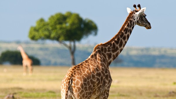 GIRAFE