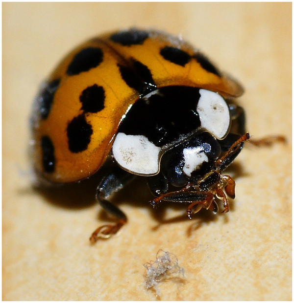 COCCINELLE