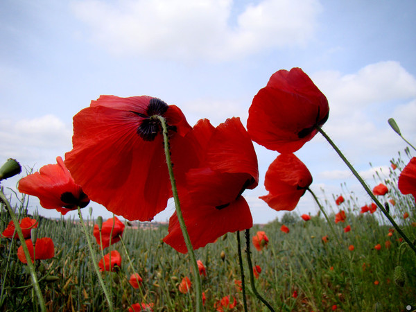 COQUELICOTS