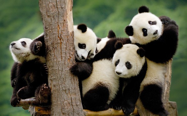 PANDAS