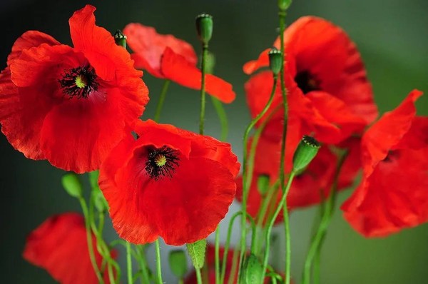 COQUELICOTS 2