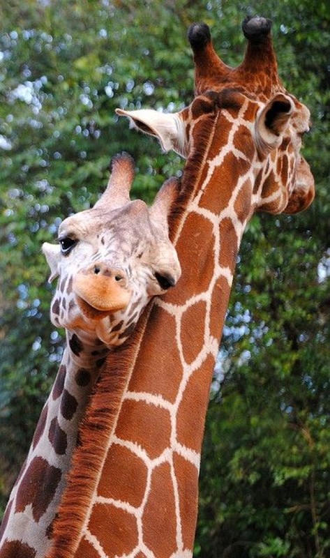 GIRAFES