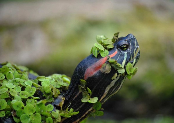 TORTUE