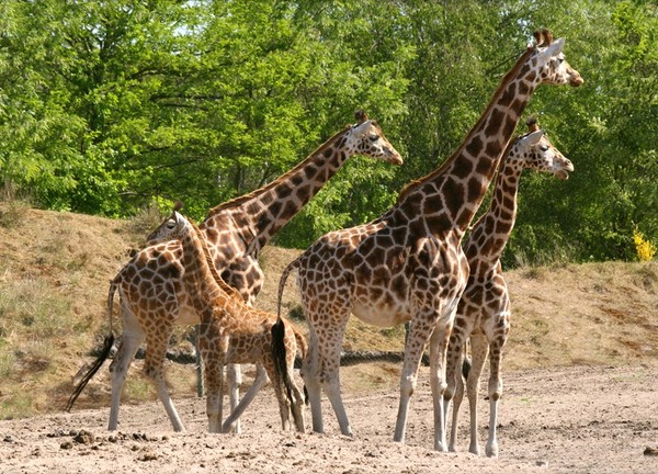 GIRAFES