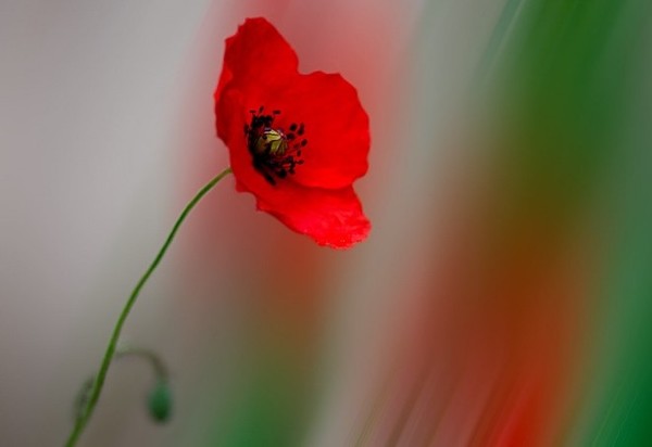 COQUELICOT