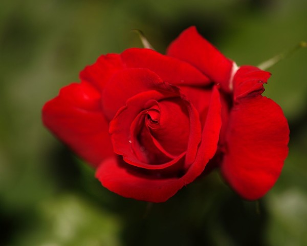 ROSE 3