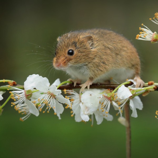 SOURIS RAT HAMSTER... 2