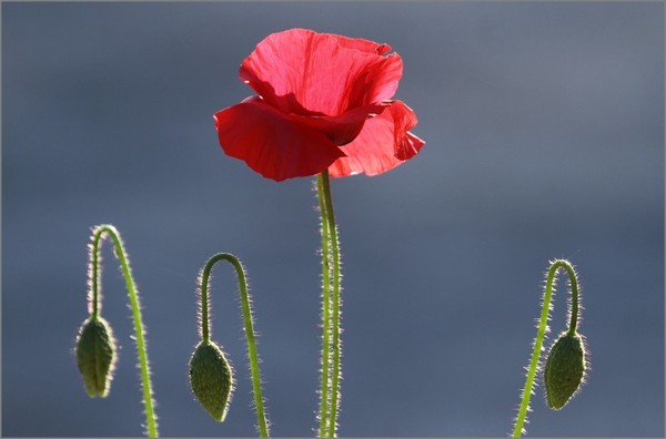 COQUELICOT