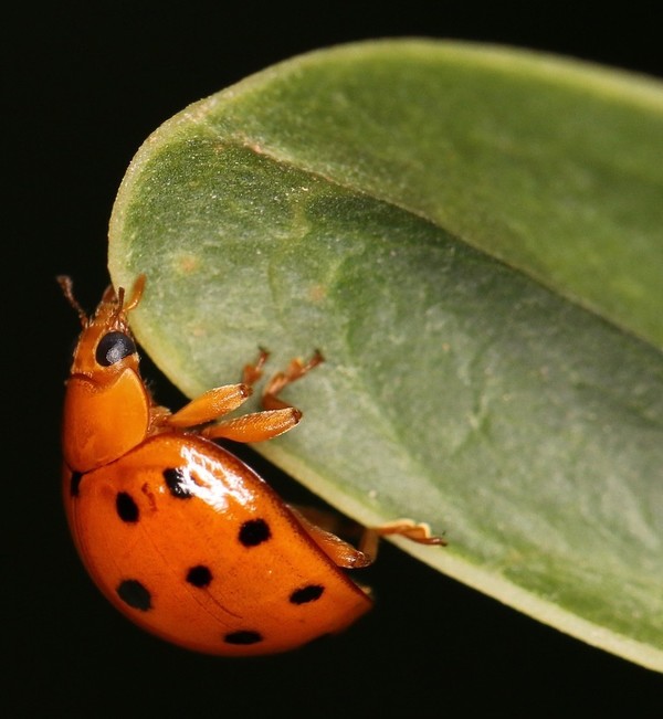 COCCINELLE 2