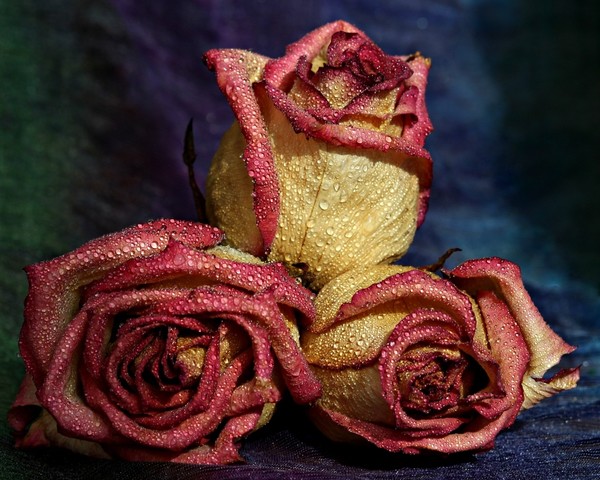 ROSES 2