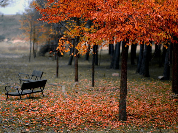 LE BANC