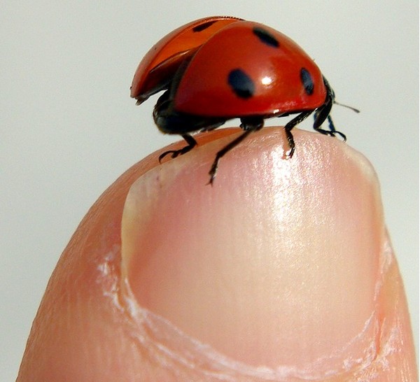 COCCINELLE