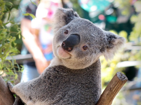 KOALA