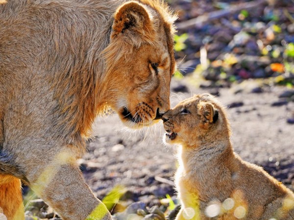 LIONNE ET LIONCEAU