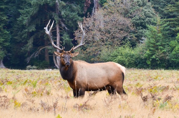 BICHE CERF...