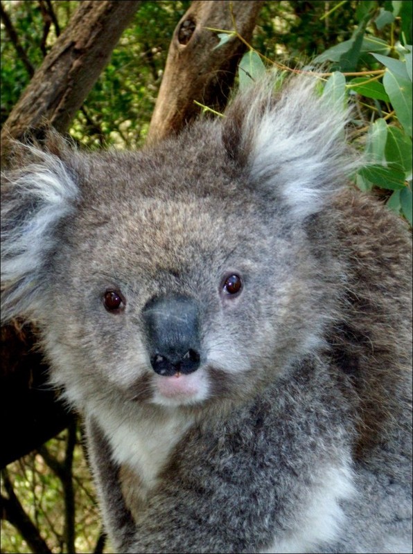 KOALA