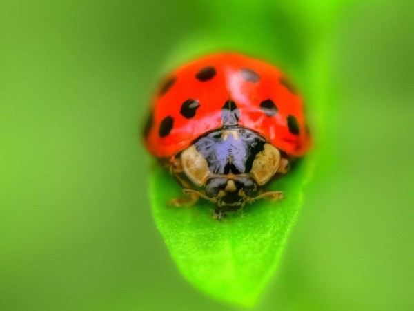 COCCINELLE