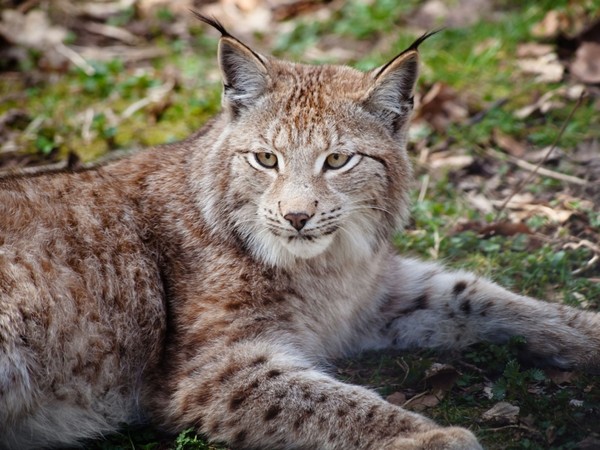 LYNX