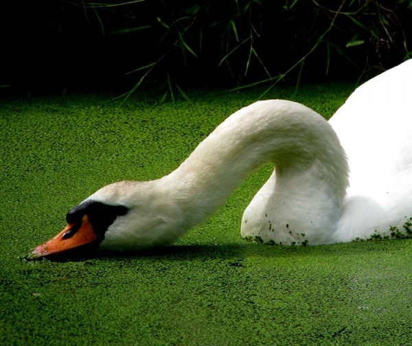 CYGNE