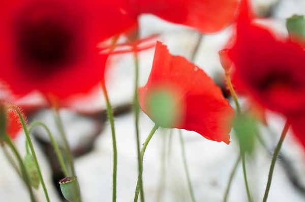 COQUELICOTS