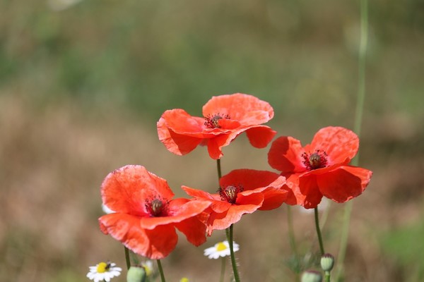 COQUELICOTS 2