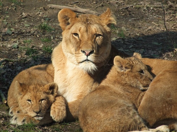 LIONNE ET LIONCEAUX