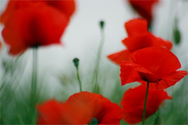 COQUELICOTS