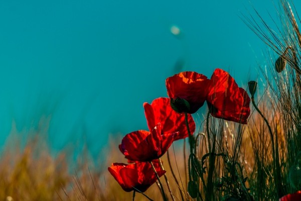 COQUELICOTS