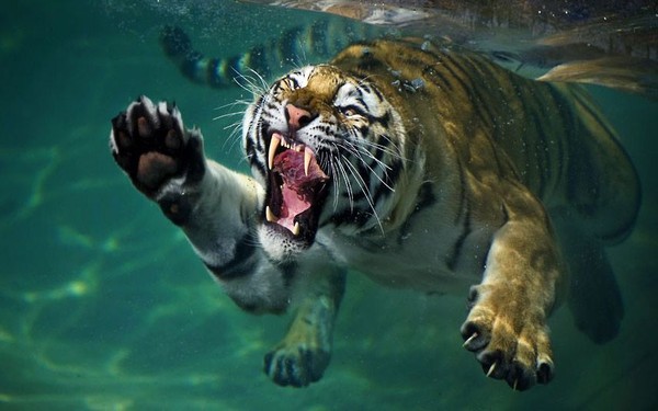 TIGRE