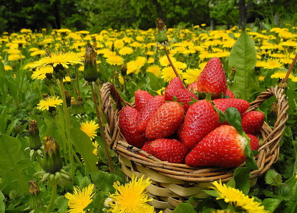 LES FRAISES