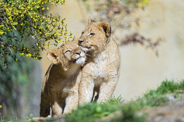 LES FELINS