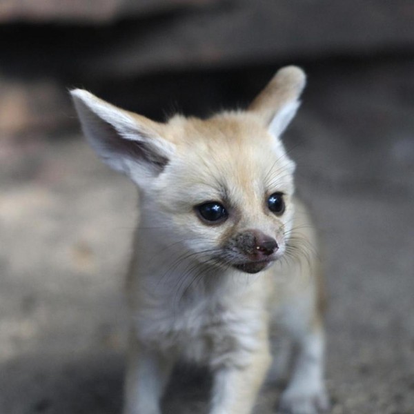 FENNEC