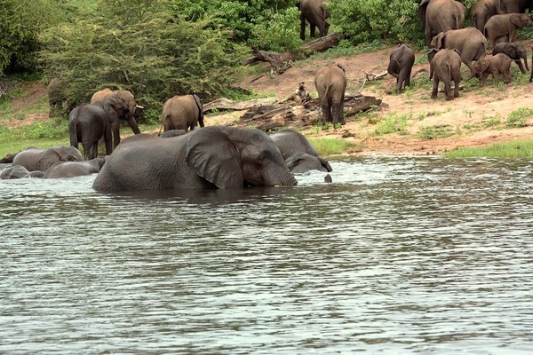 ELEPHANTS