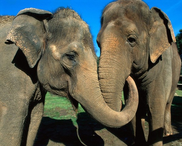 ELEPHANTS