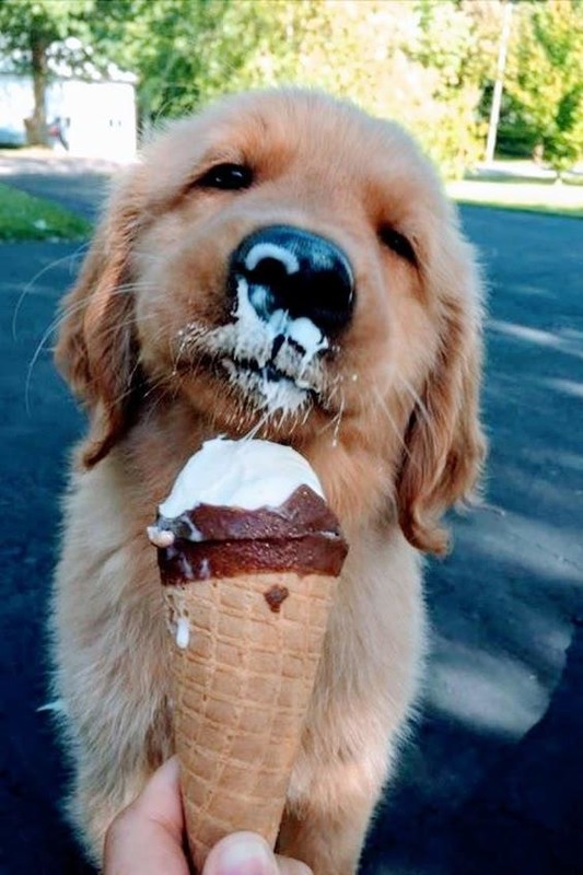 CHIEN 5