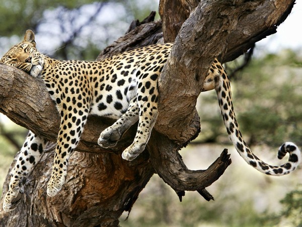 LEOPARD